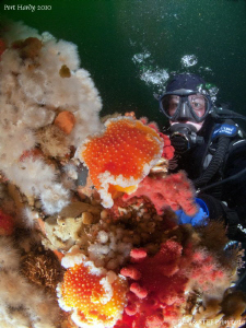 Colourful wall with two orange peel nudibranchs. by Bea & Stef Primatesta 